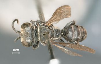 Media type: image;   Entomology 15946 Aspect: habitus dorsal view